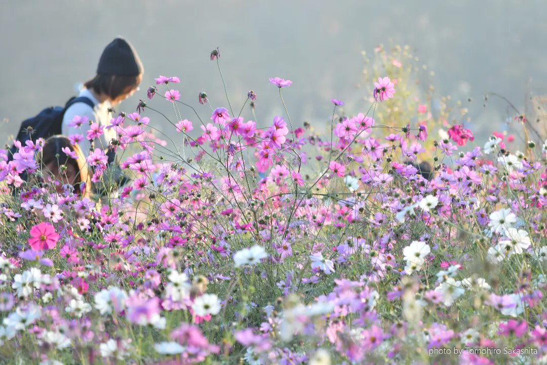 tomosuke1969's tweet photo. 新しく加わった相棒のNikonD500で昭和記念公園の風景を切り取ってみた💖 https://t.co/ssvEHEQWAt