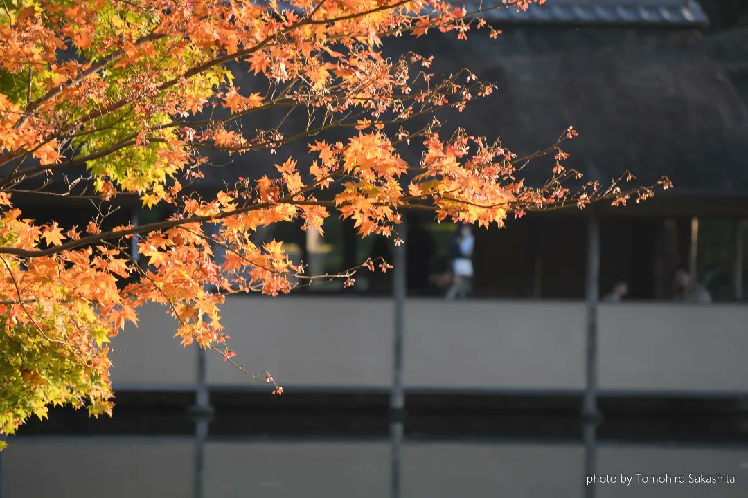 tomosuke1969's tweet photo. 新しく加わった相棒のNikonD500で昭和記念公園の風景を切り取ってみた💖 https://t.co/ssvEHEQWAt