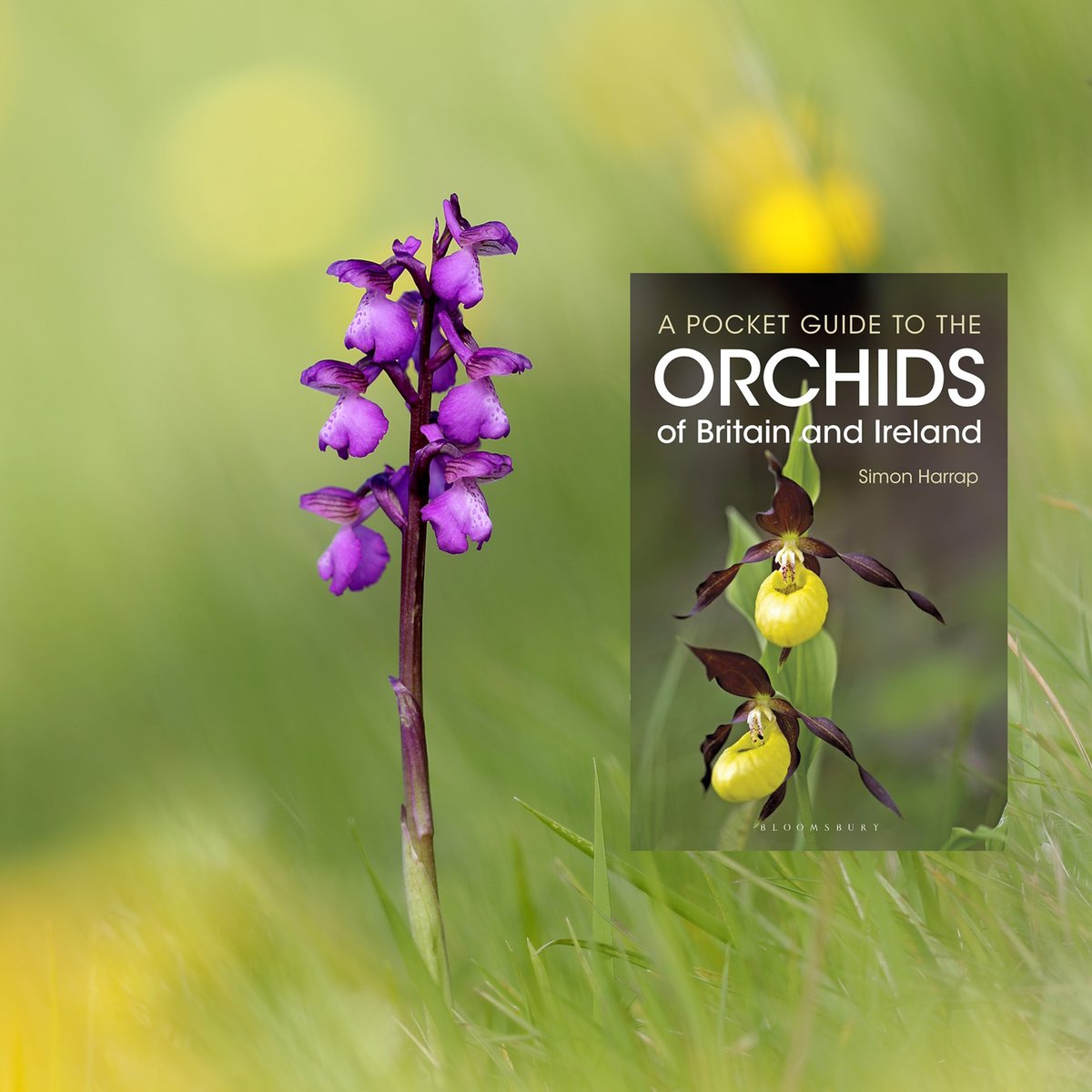 Mariposa_Nature's tweet photo. We've two super field-guides to give away! 

Just like this tweet, follow us, and retweet it by 10am on 10th November, let us know in the retweet whether you're #teambutterfly or #teamorchid, and we'll draw two lucky winners, one for each book, next Friday. 

Good luck! https://t.co/JghZjNYwaz