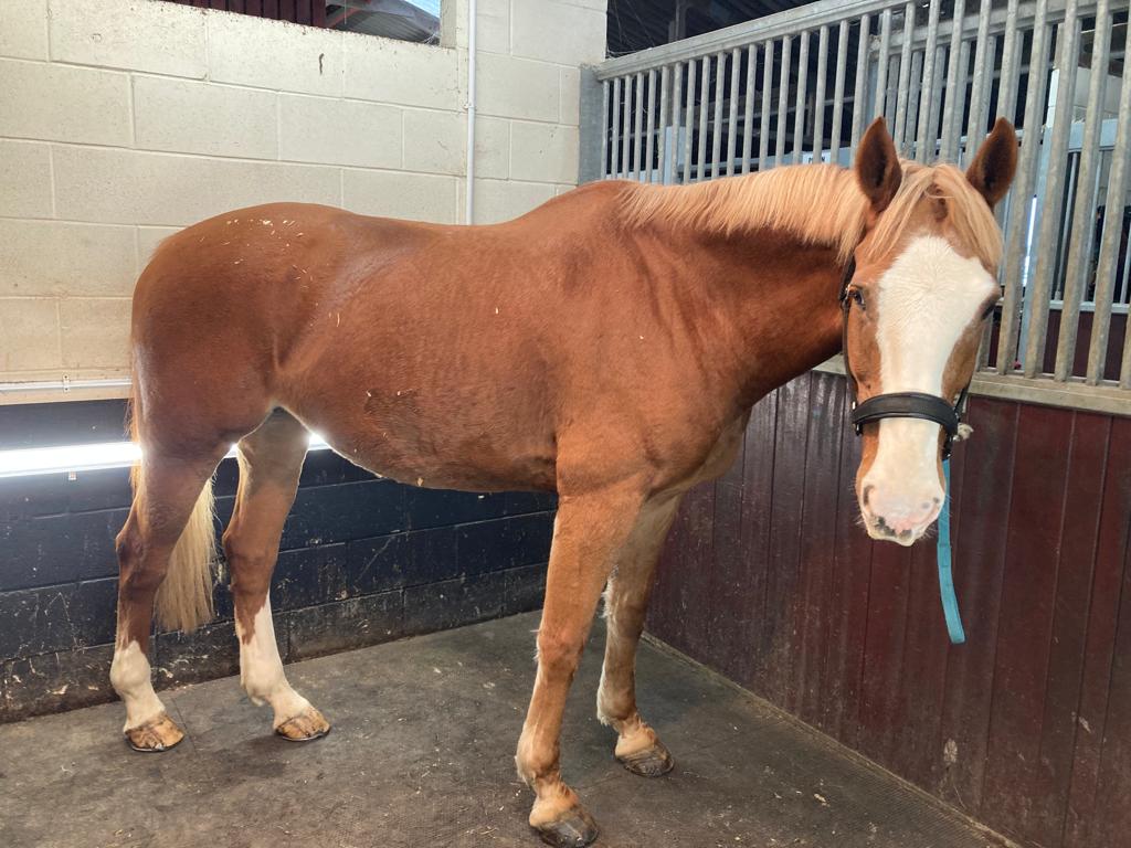 ASPoliceHorses's tweet photo. Ta-Da!! Sandford was next in line to be clipped, and doesn't he look super after his transformation!! 😍🐴 #handsomeboy #clippingseason https://t.co/BZ5nsGvm2Y