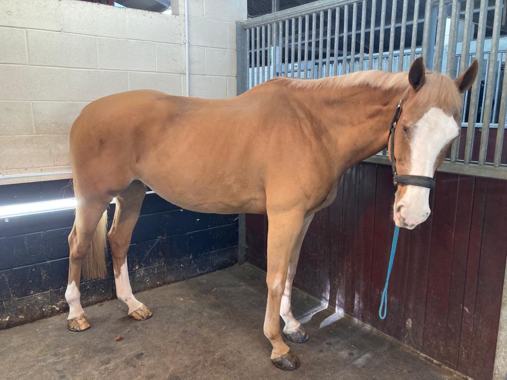 ASPoliceHorses's tweet photo. Ta-Da!! Sandford was next in line to be clipped, and doesn't he look super after his transformation!! 😍🐴 #handsomeboy #clippingseason https://t.co/BZ5nsGvm2Y