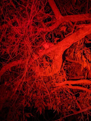 🌟 Twilight Trails Event Alert November 24 in Botany Bay, NSW! 🌟
🌳 Habitat Building for Ring-Tailed Possums 🐾
🔦 Catch a rare glimpse of our amazing native creatures at play after dark 🔦 
Book your spot: buff.ly/3tUThyR