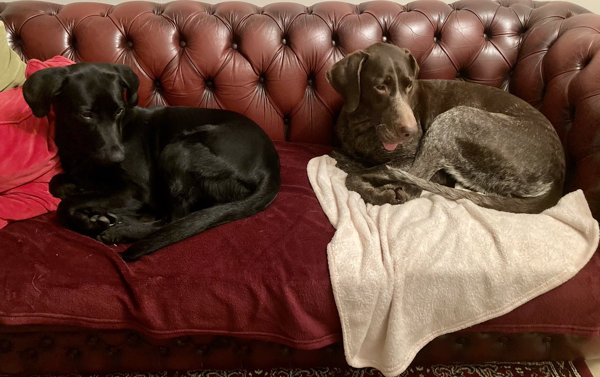 von_pup_towers's tweet photo. #CouchWatch, day 15.
*sets alarm for 6.00am*
๐ฅณ https://t.co/t2z50cT1Fk
