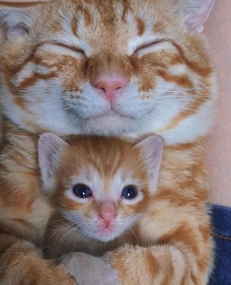 GorditoGatito2's tweet photo. https://t.co/jOKimFfEW6