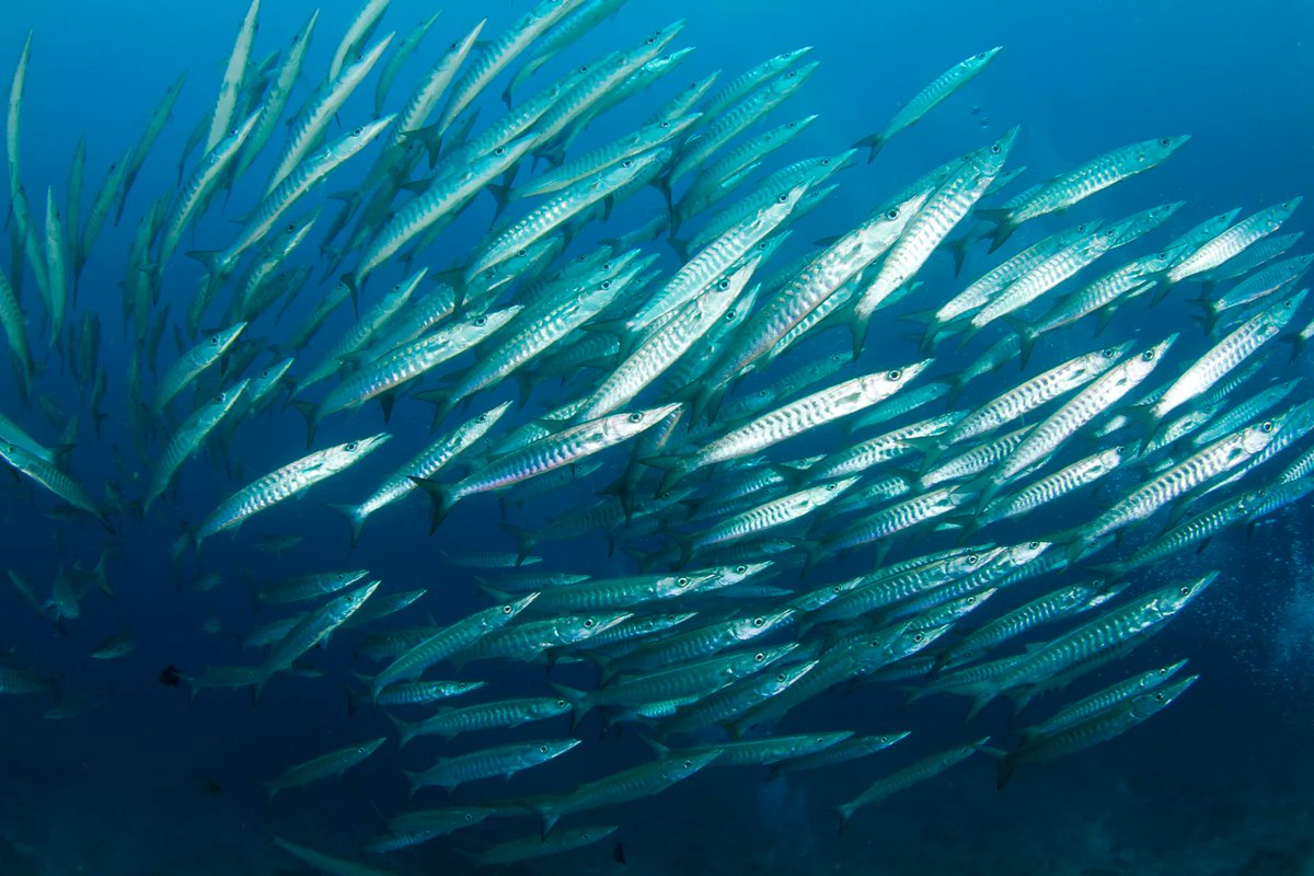 ⚡️Potential PhD opportunities⚡️If you like any combo of antipredator colouration, collective behaviour, fish, fieldwork in nice places, or robotics, please get in touch for opportunities at my new lab starting @OxfordBiology!🐠🐠🐟🐟tinyurl.com/3xvtv8s9