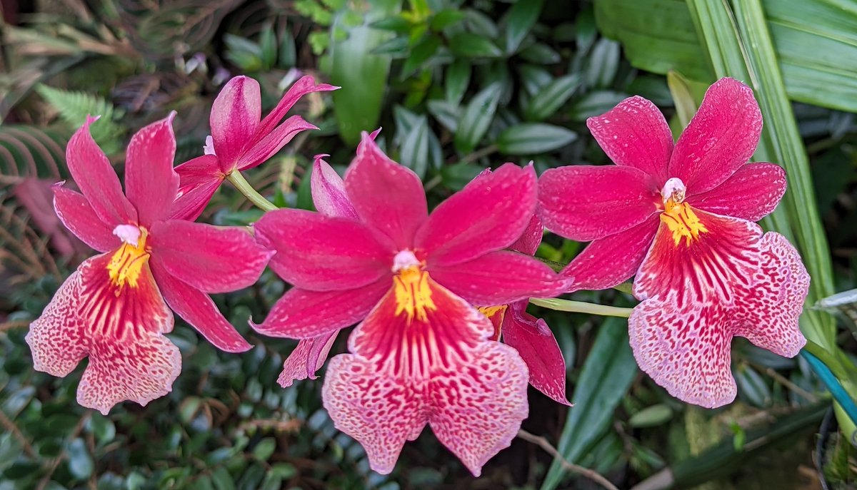 EYOrchid's tweet photo. News update.
We've suffered extensive damage to our greenhouses due to  #StormCiaran. We'll be CLOSED for the foreseeable future while we make everything safe again. Thank you for all your support this year, we hope to see you soon. https://t.co/FComj0Bdjj