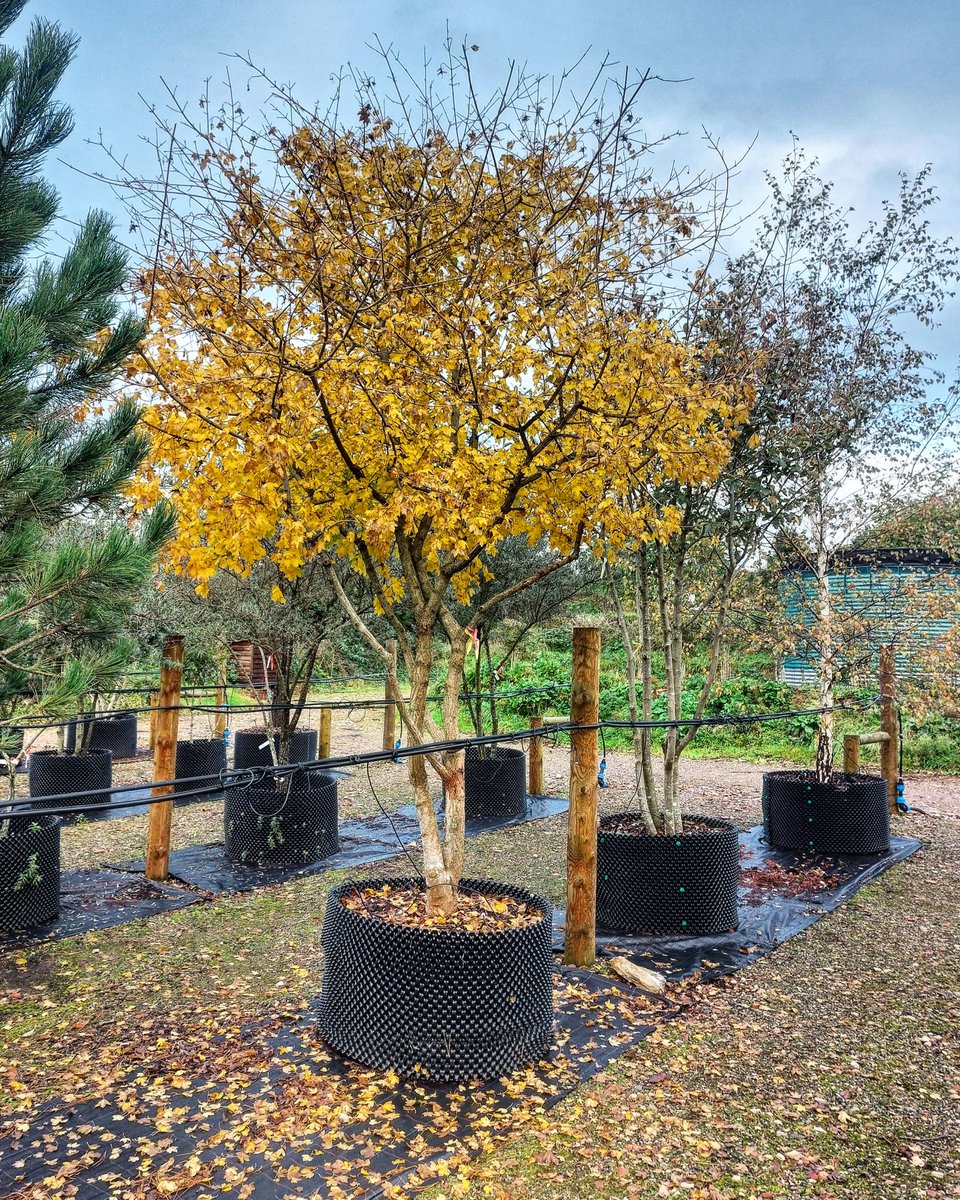 Buttery yellow autumn colour on Acer campestre (Field Maple) , which is a native tree, and they are easily visible in the wider landscape this time of the year with splashes of yellow revealing their positions. #ukgrown #nativetrees