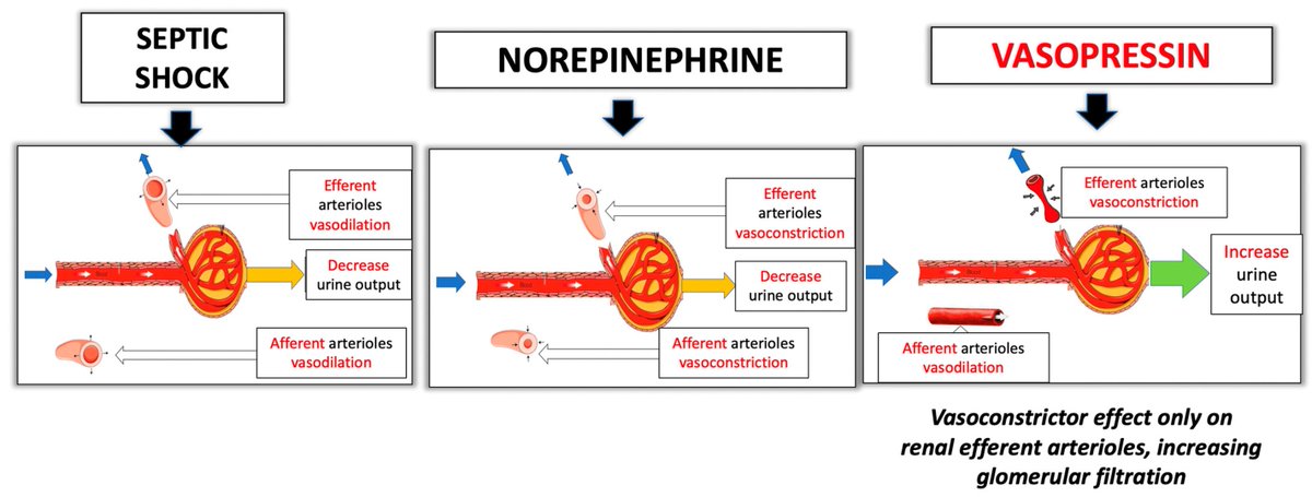 Vasopressin in Sepsis and Other Shock States: State of the Art 

CCR Journal Watch
criticalcarereviews.com/latest-evidenc…

Get the latest critical care literature every weekend via the CCR Newsletter - subscribe at criticalcarereviews.com/newsletters/su…