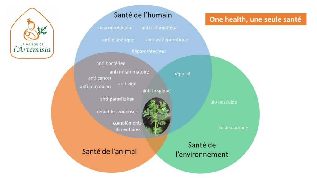 L’Artemisia au cœur de l’approche « One Health » 
En cette 8ème Journée « One Health » pour une approche unique de la santé humaine, animale et environnementale, découvrez notre démarche : 
✅maison-artemisia.org/sciences-innov…
#Onehealth #health #santé <a href="/AshokaFrance/">Ashoka</a> @AshokaAfriqueFr