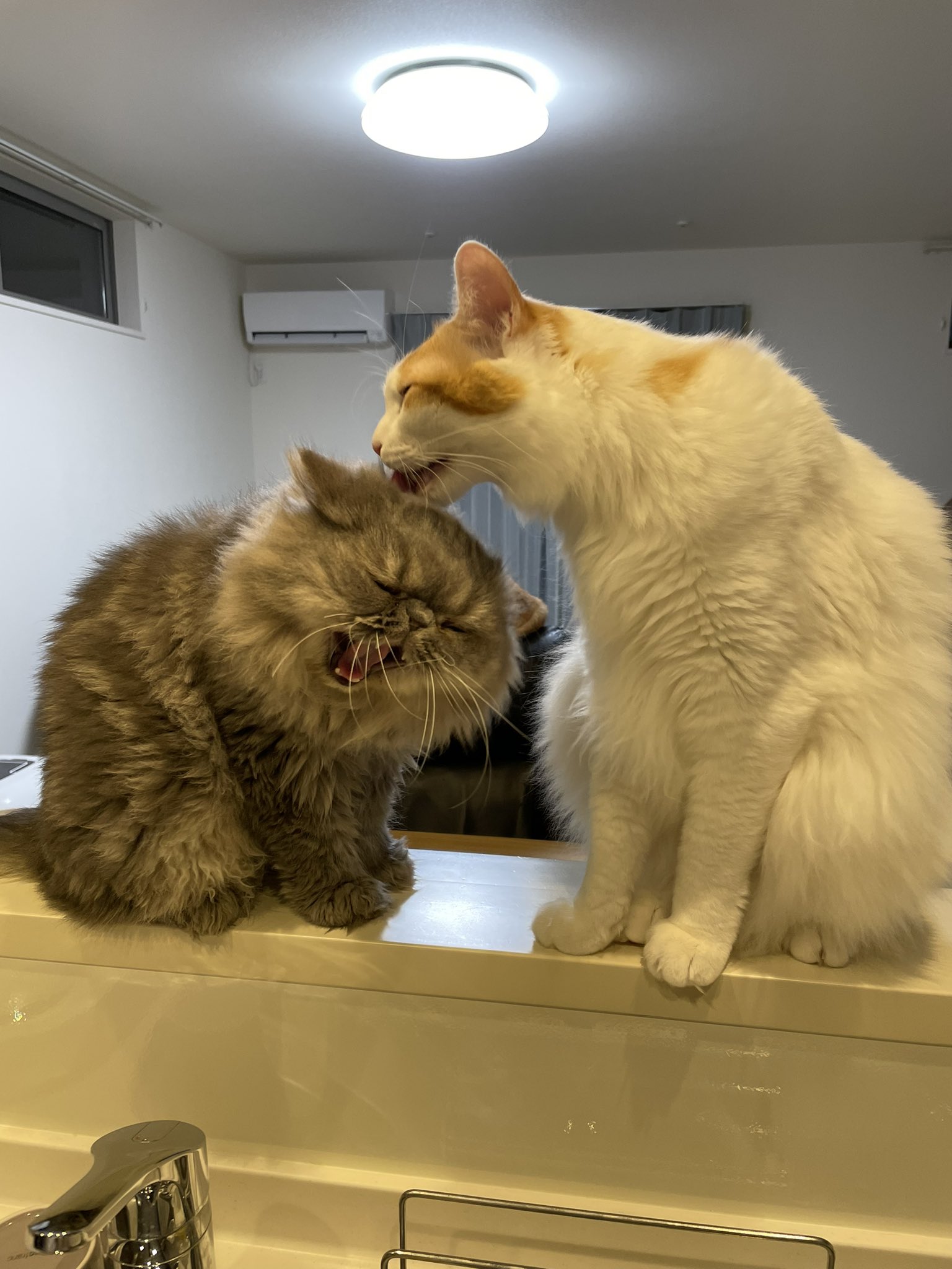 吾輩は猫ニートである。 on X: 吾輩は猫ニートである。 on X: