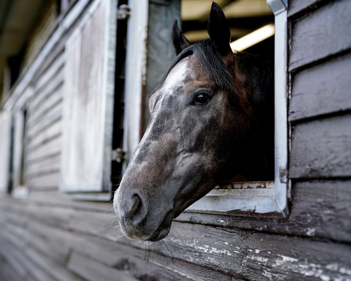 On Wednesday, 𝐖𝐚𝐭𝐜𝐡𝐲𝐚 ran a great race at Kempton, narrowly missing a top placement but displaying promising potential for the upcoming winter 🏇

As a result of his performance, he has earned a spot in the £80,000 London Sprint Series Final at Kempton next Wednesday.