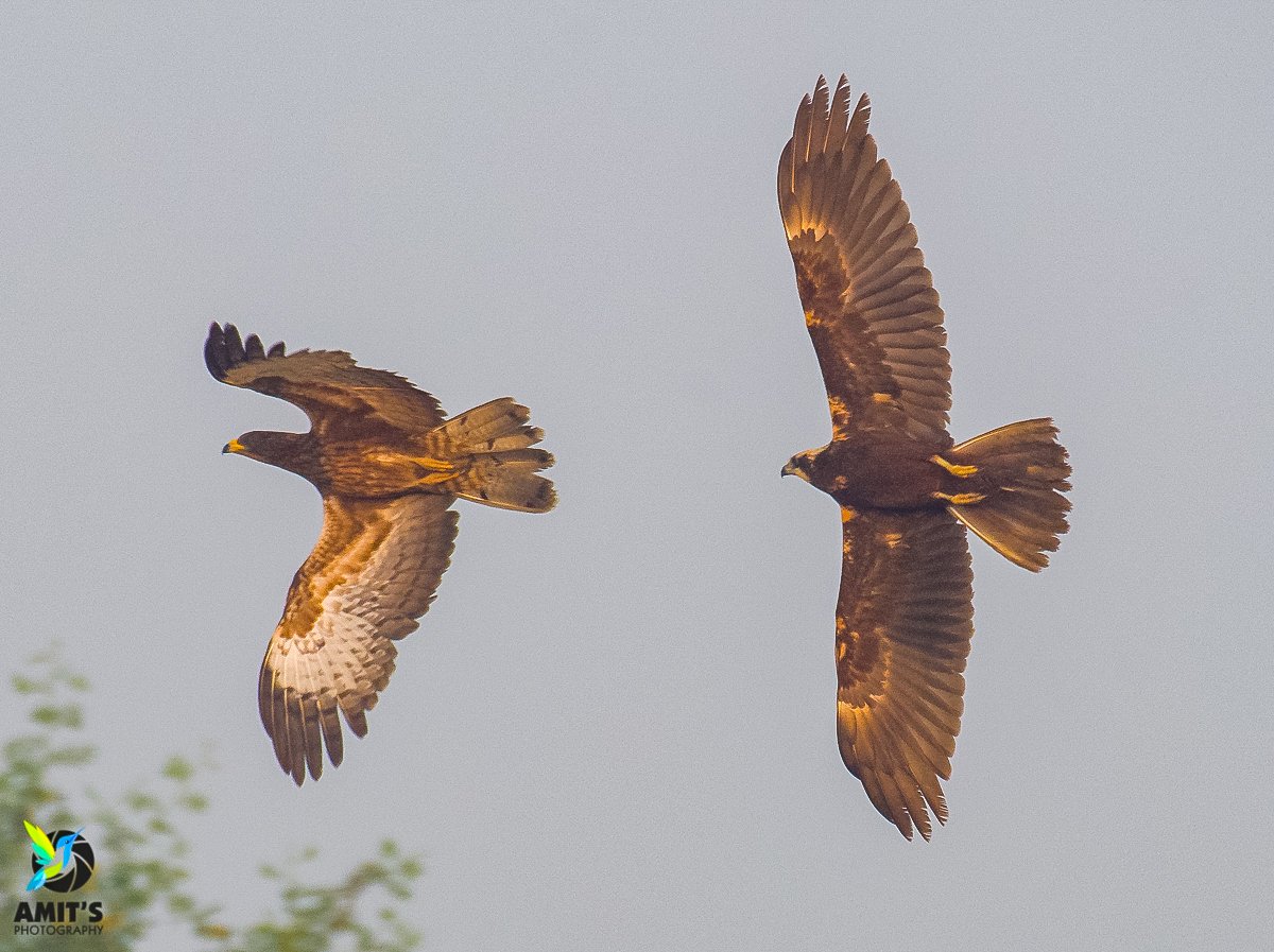 Oriental Honey Buzzard chased by Marsh Harrier #beauty #birds #earthcapture #birdphotography #BirdTwitter #IndianBirds #NaturePhotography #birdsofindia #BirdsSeenIn2023 #naturelover #natgeo #nikonasia #avibase #birds_lover #bestbirdshots #birdsportrait #mydailybird #IndiAves