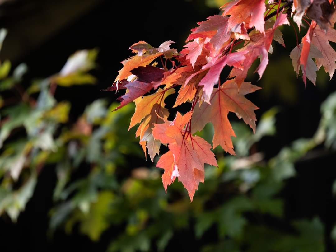 BOB ILES tweet media