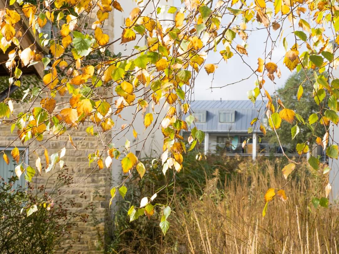 BOB ILES tweet media