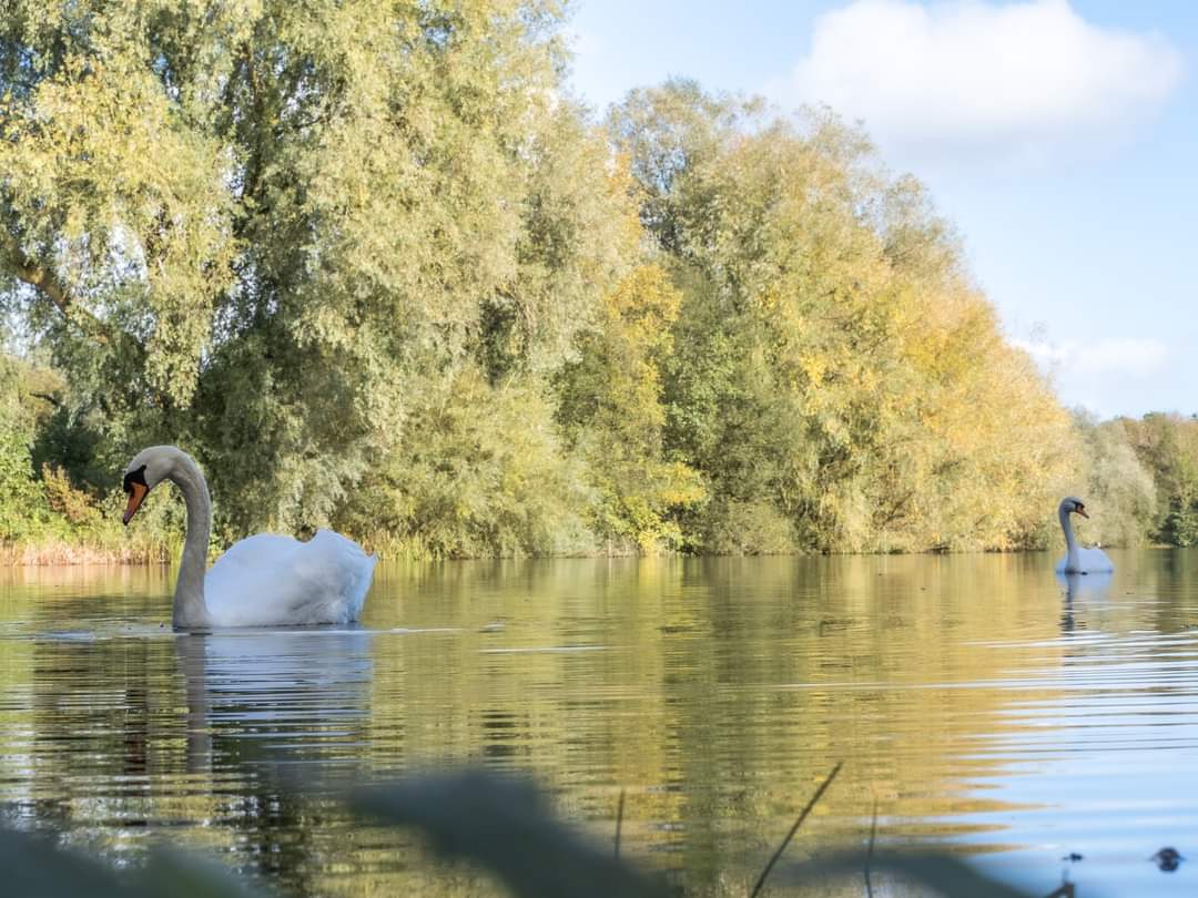 BOB ILES tweet media