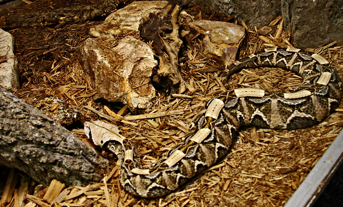 The #gabonviper is the largest among all the #africansnakes,  measuring up to 2 meters long, with heavy built black and brown skin  patterns and gold patches on it. Its color is the perfect mix for a  camouflaged for the #tropicalforest in #Uganda.