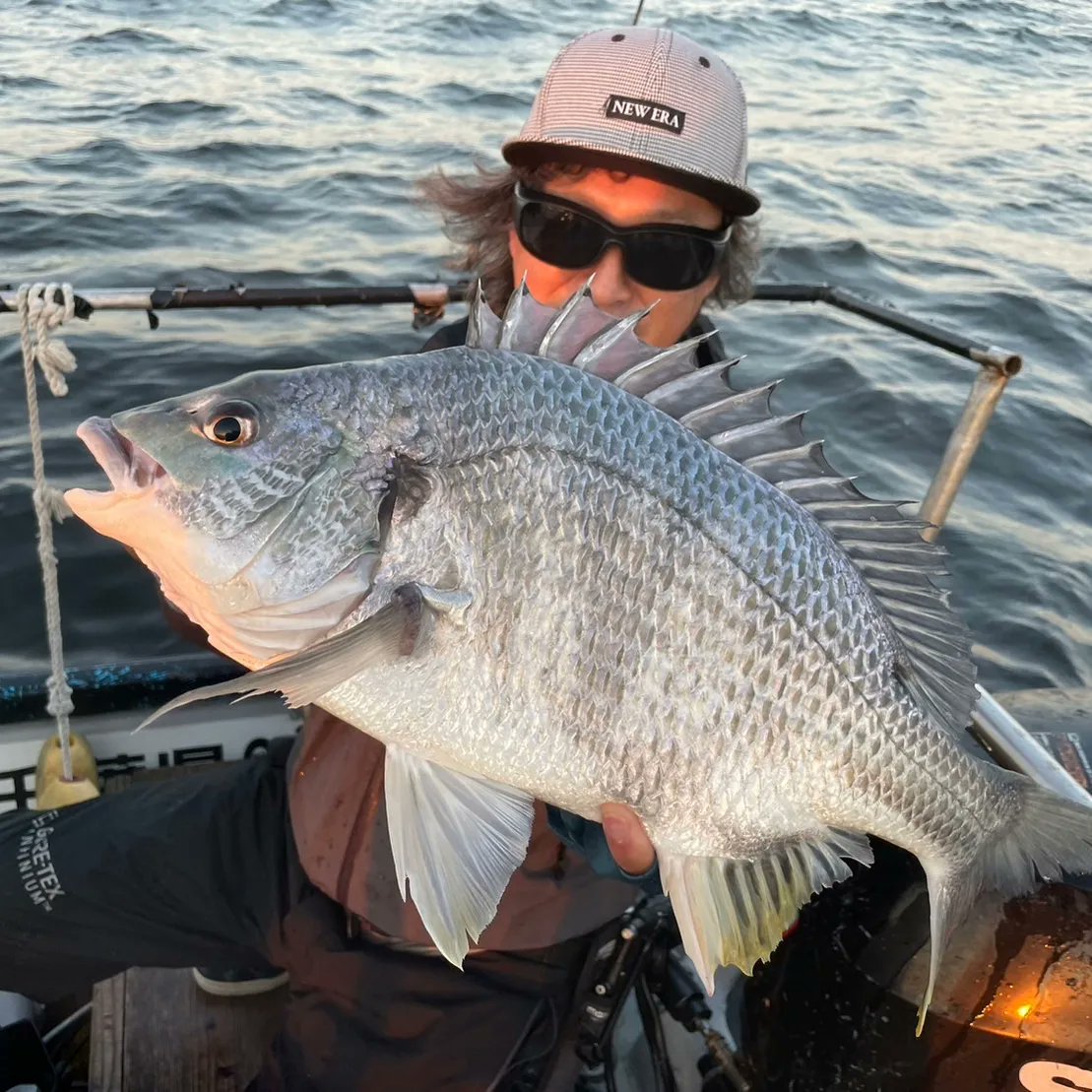 SAMSON2503's tweet image. チニングで遂に40枚の新記録を林遊船で達成〜。
林遊船の安國船長ありがとう！　
クレイジーフラッパーとアーバンシュリンプとアーバンクローラありがとう！
LUXXEの寧音ありがとう！
NTシンカーありがとう！
今後は50枚狙います！
#LUXXE
#NTシンカー
#KEITECH
#シルバーウルフ 
#ZENON
#林遊船