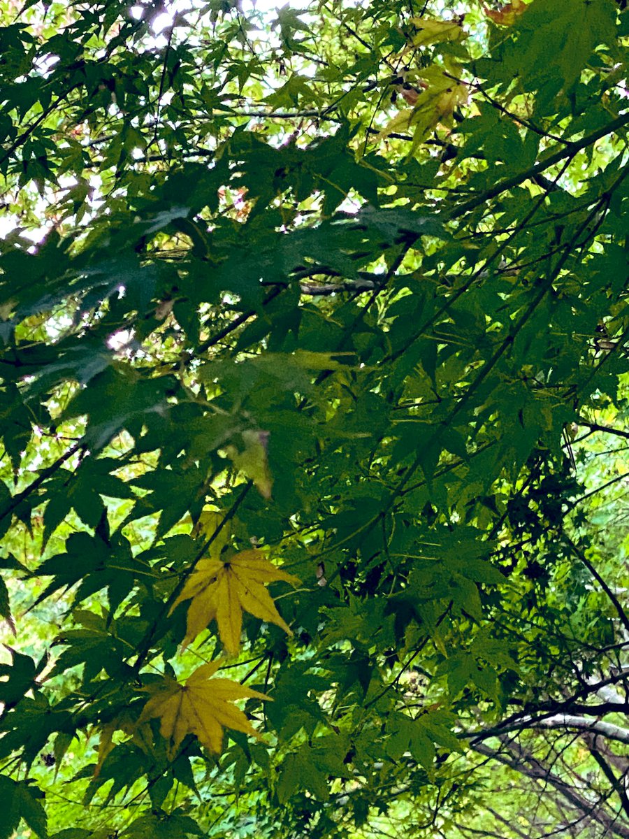 tshirtsjapan's tweet photo. 青もみじの中2枚だけ黄もみじ💚💚💛💛💚💚 #palmatum✋🤚 https://t.co/4wS1U3dKKG