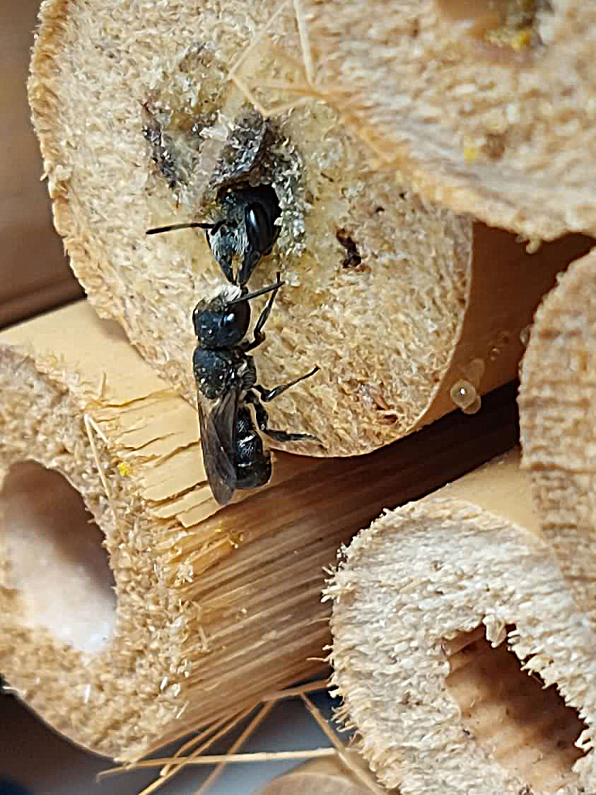 uni_ulm's tweet photo. Pestizide beeinflussen das Paarungsverhalten von Wildbienen🐝 auch in nicht tödlichen Konzentrationen. Das zeigen Bienenforscher der #uulm (@samuel_boff). Sie haben die Gemeine Löcherbiene für ihre Studie dem Wirkstoff Flupyradifuron ausgesetzt https://t.co/ccZYXSX3Uv *cl/📸Borgo https://t.co/TfrzrqD7eW