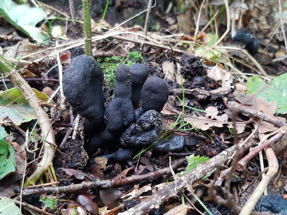enkele dagen geleden Houtsberg en omg; eikhaas, prachtvlamhoed, spekzwoerdzwam en de houtknotszwam ook wel dodemansvinger genoemd 🍄