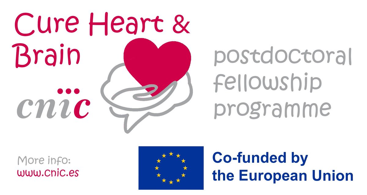 📢 12 #postdoc positions at @CNIC_CARDIO 👉Apply now for Cure Heart & Brain, a #COFUND program for excellent researchers of any nationality to perform research on heart and brain and their connection Funded by the @MSCActions @EU_Commission @FICYT cnic.es/en/noticias/cu…