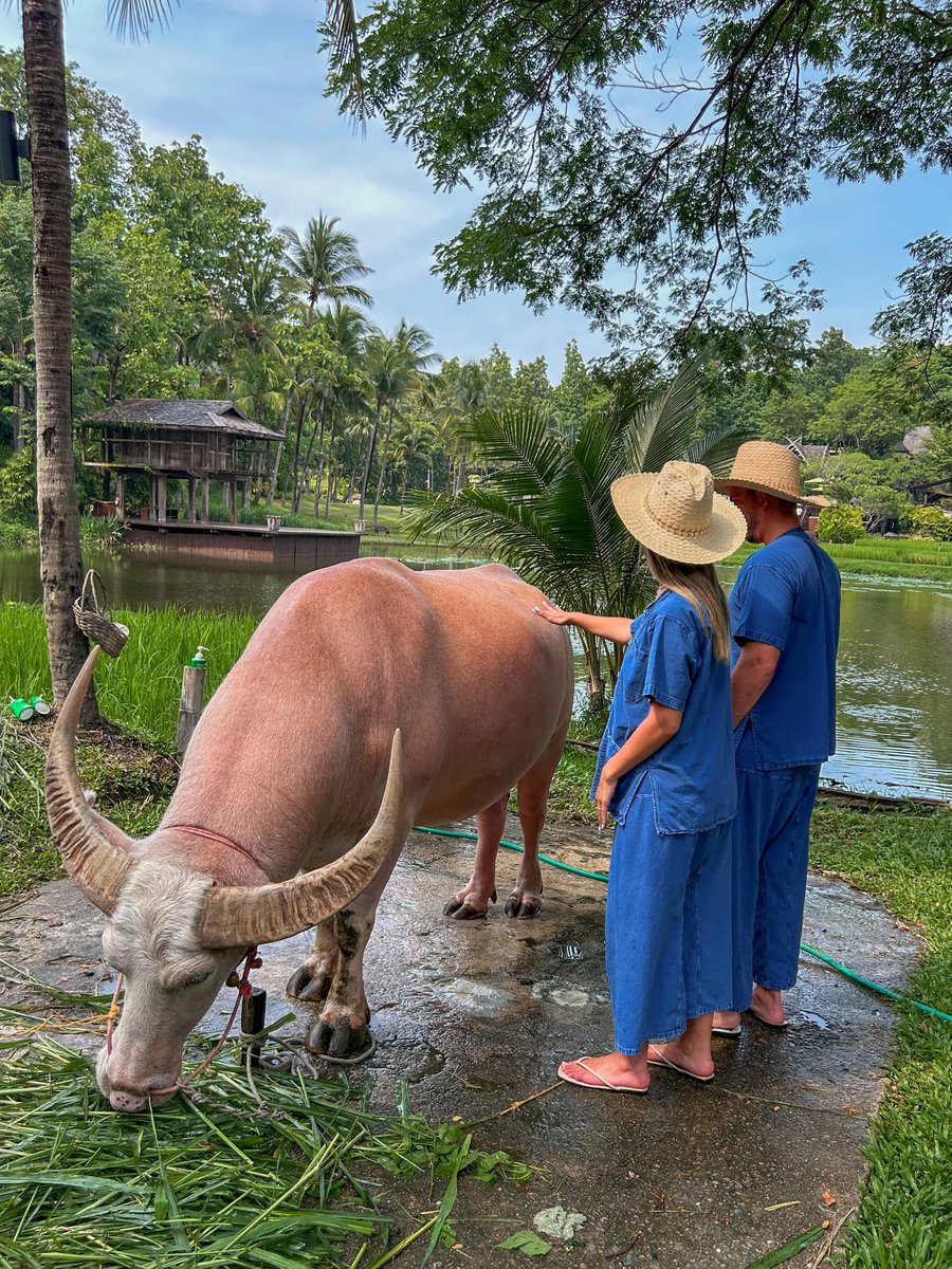 FSThailand's tweet image. Discover the beauty of Thai customs as you participate in the daily ritual of bathing our resident water buffalo. Have a splash and create unforgettable memories through the bit.ly/fschi_resort-w…. @theglobenomads #fschiangmai #fstakeyourtime