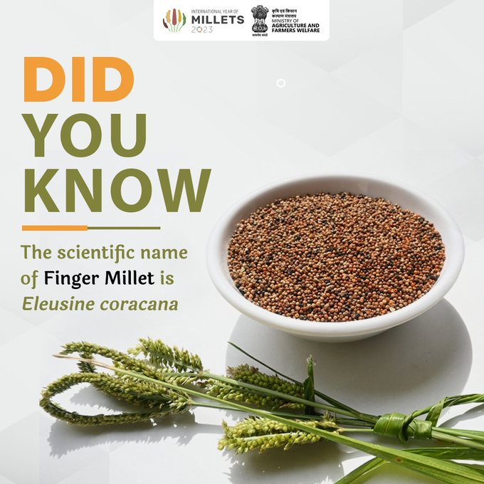 Finger Millet: 𝘌𝘭𝘦𝘶𝘴𝘪𝘯𝘦 𝘤𝘰𝘳𝘢𝘤𝘢𝘯𝘢. A Small Grain with Big Benefits! From boosting energy to improving bone health, this ancient cereal is a powerhouse of nutrition. Discover the wonders of Finger Millet!  #IYM2023 #ShreeAnna #MilletFacts