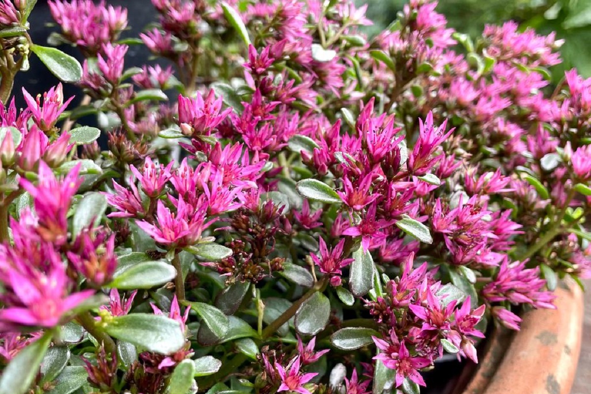 I Sedum sono piante succulente praticamente indistruttibili: possiamo scegliere tra diverse varietà e molte fioriscono in autunno! Vieni a trovarci per scegliere il tuo!
capoverde.com/fiori-piante/c…
#capoverdemilano #sedum #Crassulaceae #Sedumpalmeri #Sedumsieboldii #Sedumspectabile