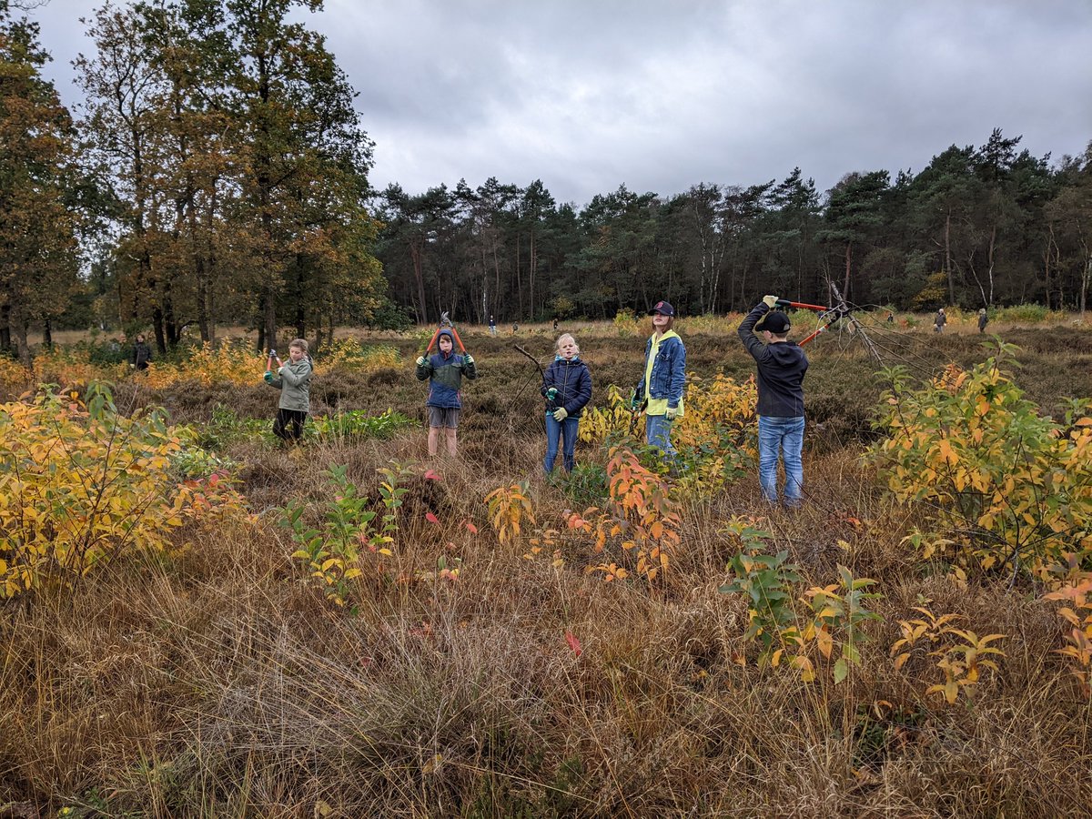 SaskiaBemer's tweet photo. In #Hoenderloo heeft IKC Hei &amp; Bos geholpen op de heide. Vol enthousiasme aan de slag met verwijderen van Amerikaanse vogelkers. Vanavond ook op Omroep Gelderland! Meld je nog aan op https://t.co/ACRHNf9DV3. Morgen kan je in Gelderland aan 67 klussen mee kan doen! @SLGelderland https://t.co/VbdmvrFuXV