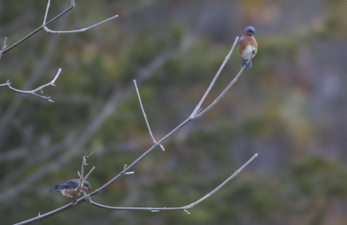 A huge flock of Eastern Bluebirds hanging out in the newly created tall grass prairie. I am so excited!