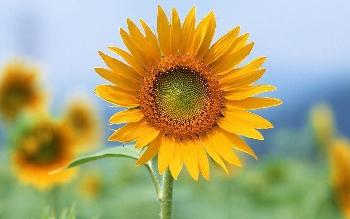 elbrotemoderno's tweet photo. #Agrodatos || Los girasoles son plantas anuales que pueden medir tres metros de alto. Los tallos son generalmente erectos e hispidos. La mayoría de las hojas son caulinares, alternas, pecioladas, con base cordiforme y bordes aserrados. https://t.co/kJJcvnJarE