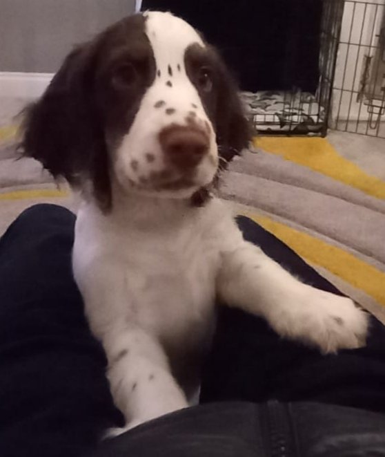 K999CopsOAPs's tweet image. Good Morning everyone from our latest probationer TPD Hugo. Tune in for our puppy diary updates! 😍 #puppypower