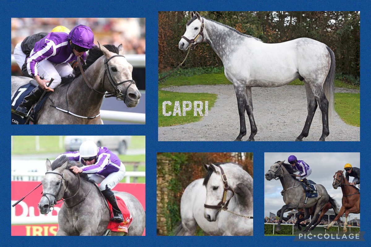 Willowwoodstud's tweet photo. 🚨Breaking News!🚨
@WillowWoodStud is also very excited to be able to announce that CAPRI will be standing with us in 2024! Thanks to @coolmorestud for the opportunity &amp; @RVennBloodstock for securing him @rpbloodstock @RacingPost @bloodstocknews 
#dreamsdontworkunlessyoudo https://t.co/zMBQtw9cGa