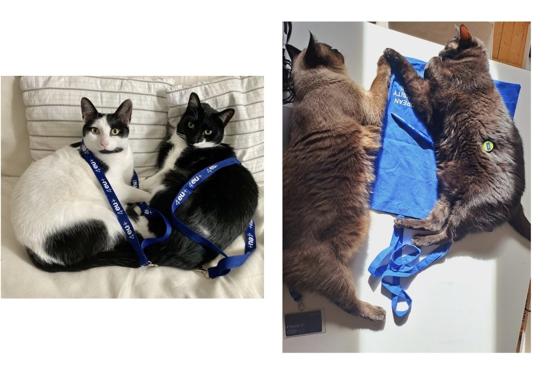 Everyone is getting ready for the  4EU+ Annual Meeting 2023!  Milan, 7‐9 nov
#4EUplusAM2023 <a href="/4EUplusAlliance/">4EUplusAlliance</a> <a href="/LaStatale/">Università degli Studi di Milano</a> 
👉🏻 4euplus2023.eu