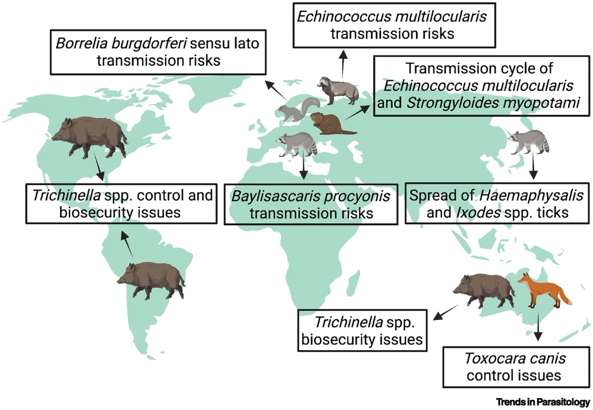 Trends in Parasitology (@trendsparasitol) on Twitter photo To commemorate the #OneHealthDay today: #Invasive mammalian #wildlife & the risk of #zoonotic parasites, authored by <a href="/marcosigba/">Marcos Santos</a> <a href="/fdantastorres/">Filipe Dantas Torres</a> J.A. Mendoza-Roldan, R.C.A. Thompson, D. Modry & D. Otranto. <a href="/fiocruz_en/">Fiocruz in English</a> <a href="/MurdochUni/">Murdoch University</a> <a href="/BiologyCentre/">Biology Centre CAS</a> <a href="/MasarykUni/">Masaryk University</a>
cell.com/trends/parasit… To commemorate the #OneHealthDay today: #Invasive mammalian #wildlife & the risk of #zoonotic parasites, authored by <a href="/marcosigba/">Marcos Santos</a> <a href="/fdantastorres/">Filipe Dantas Torres</a> J.A. Mendoza-Roldan, R.C.A. Thompson, D. Modry & D. Otranto. <a href="/fiocruz_en/">Fiocruz in English</a> <a href="/MurdochUni/">Murdoch University</a> <a href="/BiologyCentre/">Biology Centre CAS</a> <a href="/MasarykUni/">Masaryk University</a>
cell.com/trends/parasit…