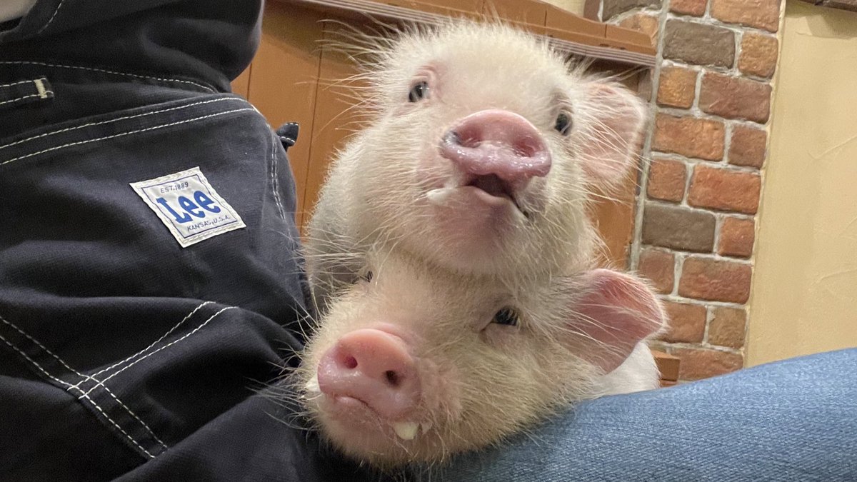 mipigcafe's tweet photo. おめでトンございます🐽✨
(本番前のくつろぎモード🐷)

#mipig #mipigcafe #マイクロブタ #マイクロブタカフェ #そらるさん生誕祭2023 https://t.co/Yni1oiy0YP