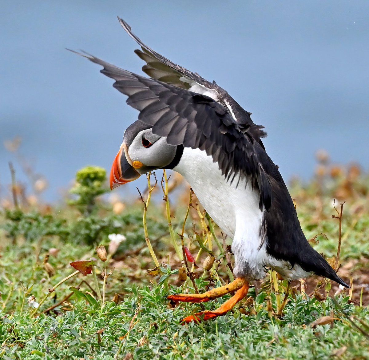 CarlBovisNature's tweet photo. Landing Puffin. 😀
#TheDailyPuffin 🐦 https://t.co/1aOxvose1t