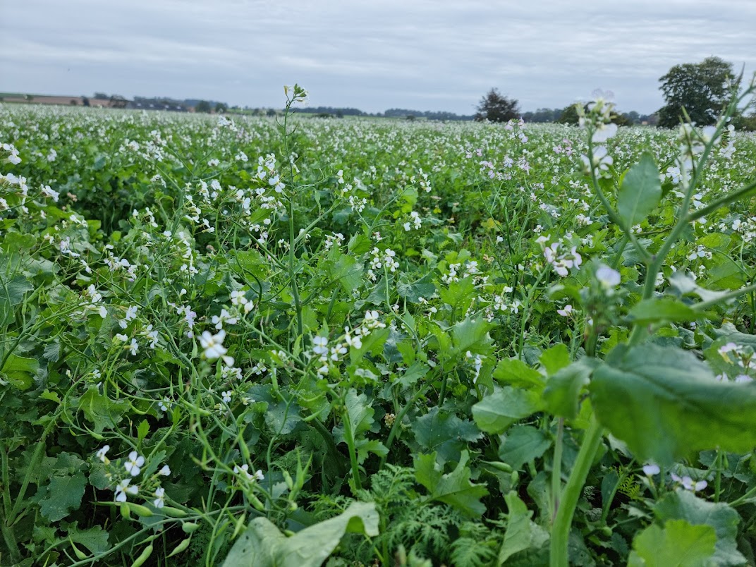 Despite a wet and windy start to our farmer meeting season. CC's have established well, building biomass, improving soil structure &amp; still attracting hardy pollinators!