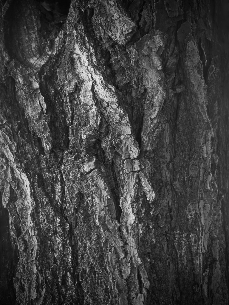 FREEHAND_ITL's tweet photo. #イチョウ #銀杏 #ginkgo
#写真で伝えたい私の世界
#樹皮 #樹肌 #樹木 #treeskin #trees
#モノクロ写真 #白黒写真
#monochrome
#monochromephotography
#blackandwhitephotography https://t.co/3532RbTbka