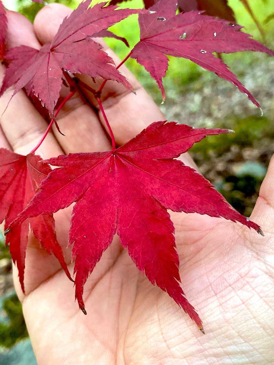 tshirtsjapan's tweet photo. 手のひらとイロハモミジ🍁✋
#palm #palmatum #紅葉🍁 https://t.co/0Wy5X2SGUr
