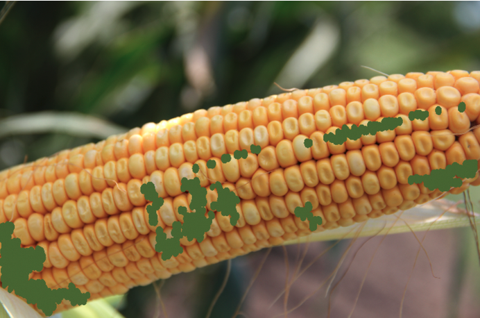 CropNetwork's tweet photo. Train your eyes to recognize disease and insect injury severity on crop plants at https://t.co/Aof1RYBIwu

From land-grant Extension! https://t.co/9XJ4oVgBpS