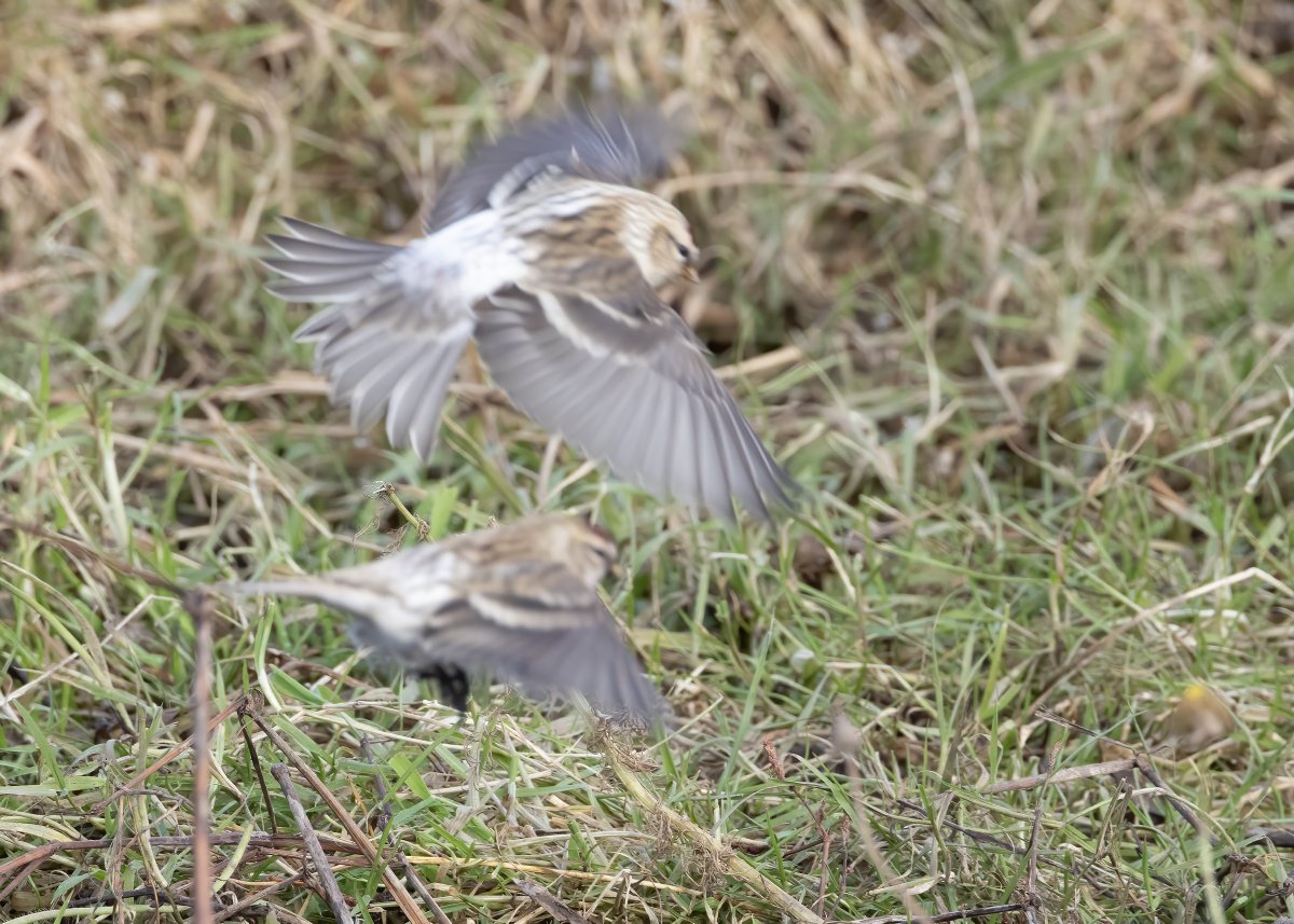 Roger Riddington (@rogerriddington) on Twitter photo This 1cy male Coues's Arctic Redpoll at Brake on 1 Nov kept PVH and me entertained for hours. Textbook undertail, rear flanks, mantle, bill; the rump is less 'perfect', with some fine streaks and underlying dark marks, but the reality is they're not all snowballs. <a href="/NatureInShet/">Nature in Shetland</a> This 1cy male Coues's Arctic Redpoll at Brake on 1 Nov kept PVH and me entertained for hours. Textbook undertail, rear flanks, mantle, bill; the rump is less 'perfect', with some fine streaks and underlying dark marks, but the reality is they're not all snowballs. <a href="/NatureInShet/">Nature in Shetland</a>