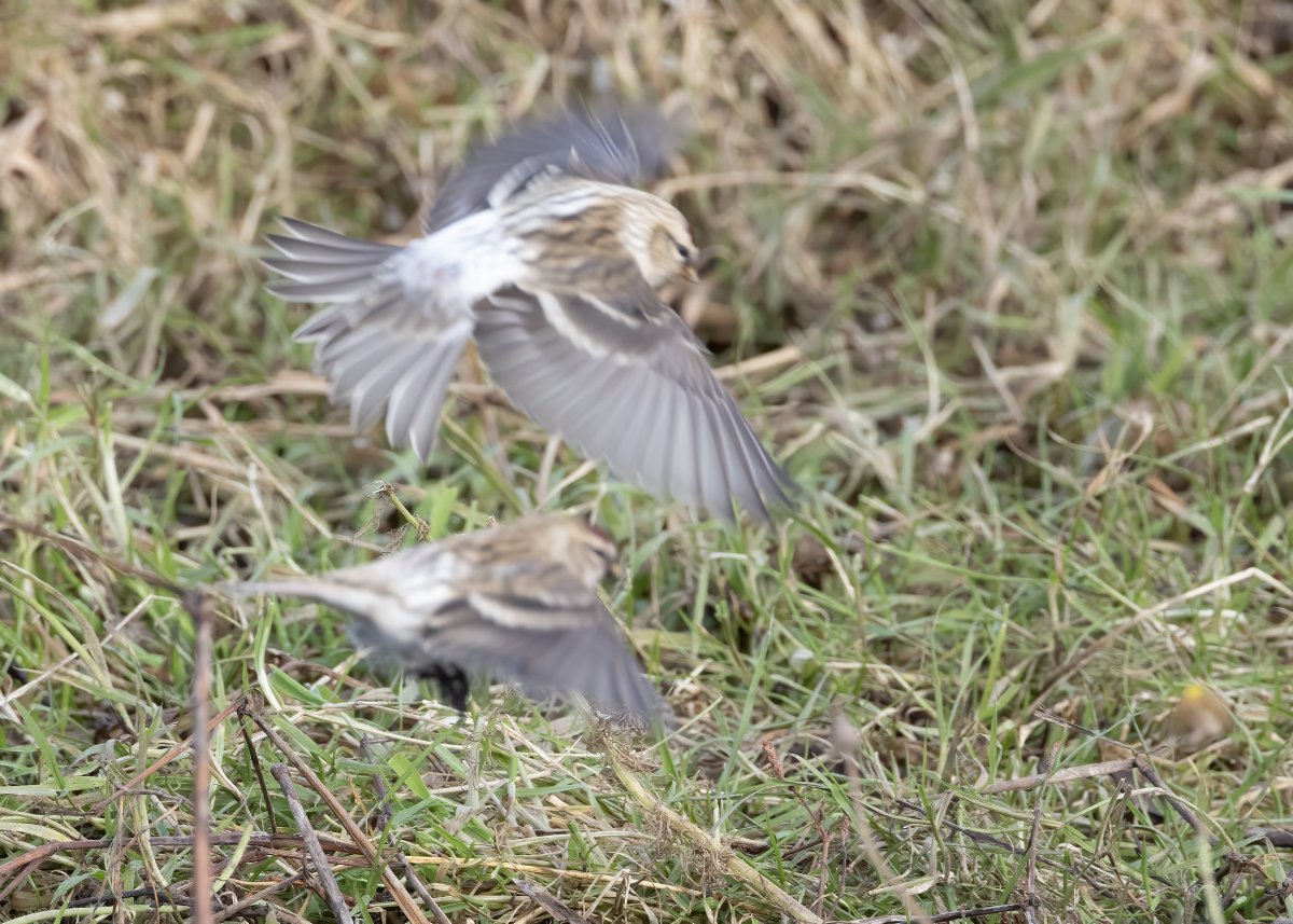 This 1cy male Coues's Arctic Redpoll at Brake on 1 Nov kept PVH and me entertained for hours. Textbook undertail, rear flanks, mantle, bill; the rump is less 'perfect', with some fine streaks and underlying dark marks, but the reality is they're not all snowballs. @NatureInShet