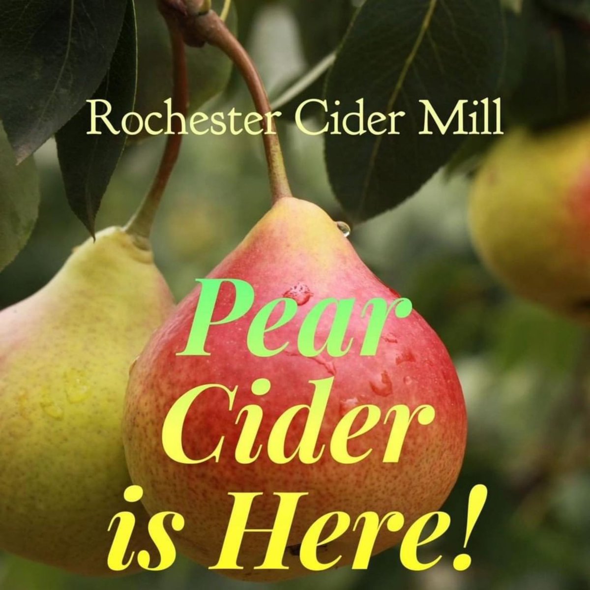rochestercider's tweet image. 🍐🍐 PEAR CIDER is HERE! 🍐🍐
We make it with an exclusive special blend of apples &amp;amp; pears. A long time favorite, it’s one of our most popular ciders that we press. 
Open 9-6 🍩
 
#PearCider #Cider #AppleCider #CiderPress #RochesterMI #MichiganCiderMills #CiderMill #Apples 🍏🍐🍎