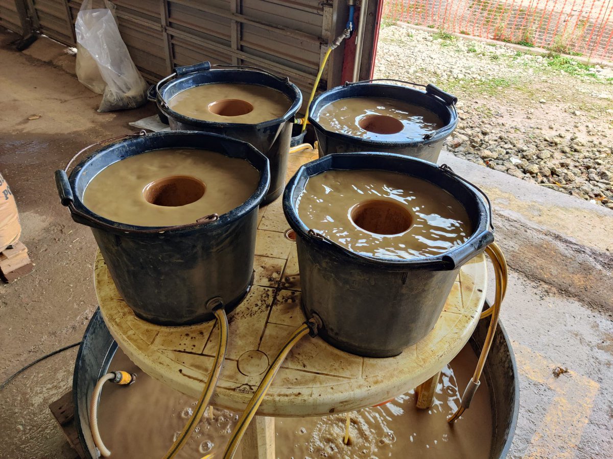 RM’s ✨ Laura and Dan ✨ have began using the root washer in order to separate roots from soil ready for biomass measurements to assess water use efficiency in this cereal trial 🌾

<a href="/ADASGroup/">ADAS</a>