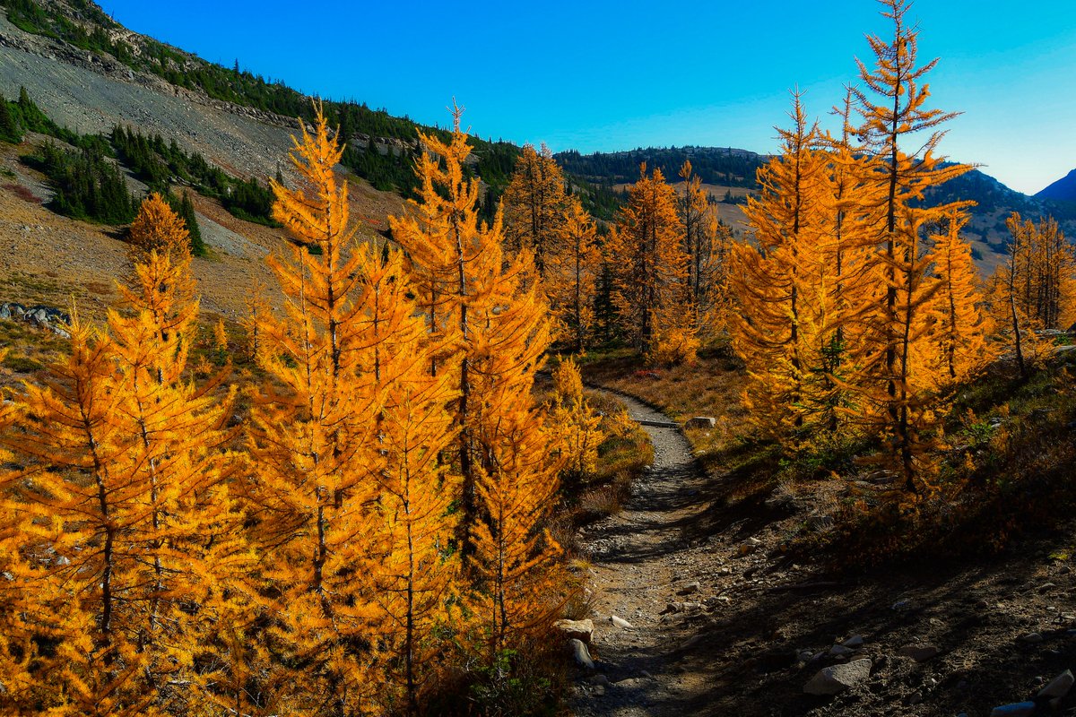Larch trees - a truly remarkable sight📷#travel #nature #backpacking #travelphotography #TravelTheWorld #adventuretime #hikingadventures #parkchat #NEVERSTOPexploring