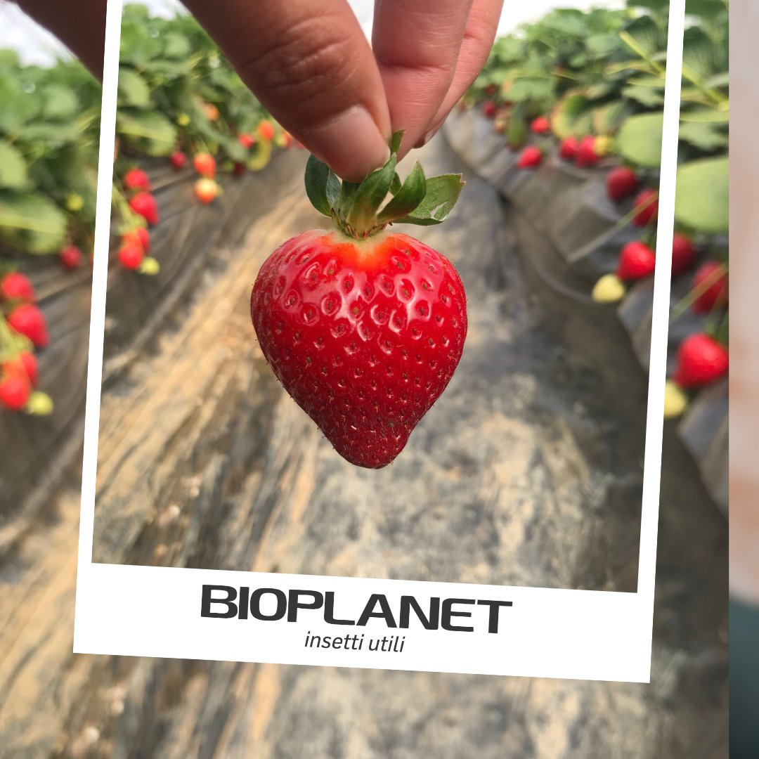 bioplanetES's tweet photo. El cultivo de 🍓 ya está en marcha! 🙌🏻 
Empezamos un año más la lucha contra #thrips, #arañaroja o #pulgón, con nuestros mejores aliados, Orius (#Levipak), Phytoseiulus (#Fitopak) y Aphidius/Aphelinus (#Fraggle)!! 🐞🐝 
#Bioplanet #Controlbiológico  #Fresa #Huelva @SP_Soluciones https://t.co/2Y3h2JiSsW
