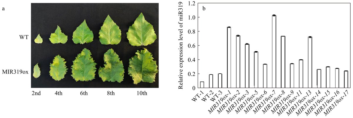 ForestryRes's tweet image. Discover the power of MicroRNA319 (miR319) in regulating leaf development, lignin biosynthesis, and photosynthesis in poplars. Exciting findings on its gene regulatory network unveiled!&quot; #miR319 #leafdevelopment #ligninbiosynthesis Details:maxapress.com/article/doi/10…