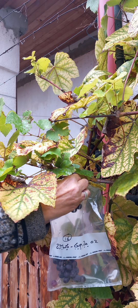 Just back from our first biomonitoring in Slovakia. Collecting backyard chicken eggs, fruit, vegetation, mosses, water/sediment, roof dust and sheep wool for analyses on heavy metals and persistent organic pollutants (POPs), like dioxins, PFAS and PAH. #dioxins, #incineration.