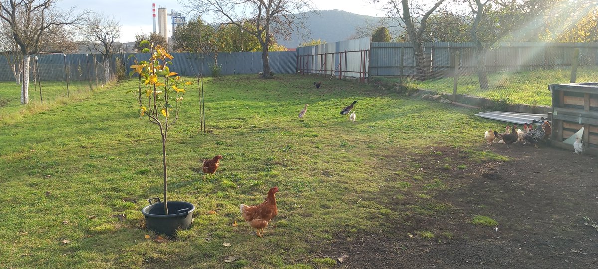 toxicowatch's tweet photo. Just back from our first biomonitoring in Slovakia. Collecting backyard chicken eggs, fruit, vegetation, mosses, water/sediment, roof dust and sheep wool for analyses on heavy metals and persistent organic pollutants (POPs), like dioxins, PFAS and PAH. #dioxins, #incineration. https://t.co/ft7eKXZkuY